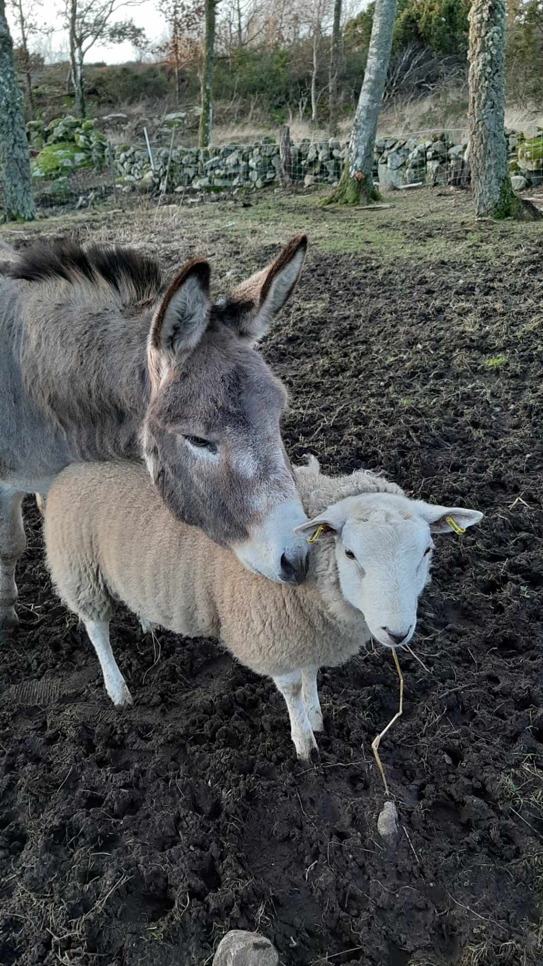 Isidor med sin kompis
