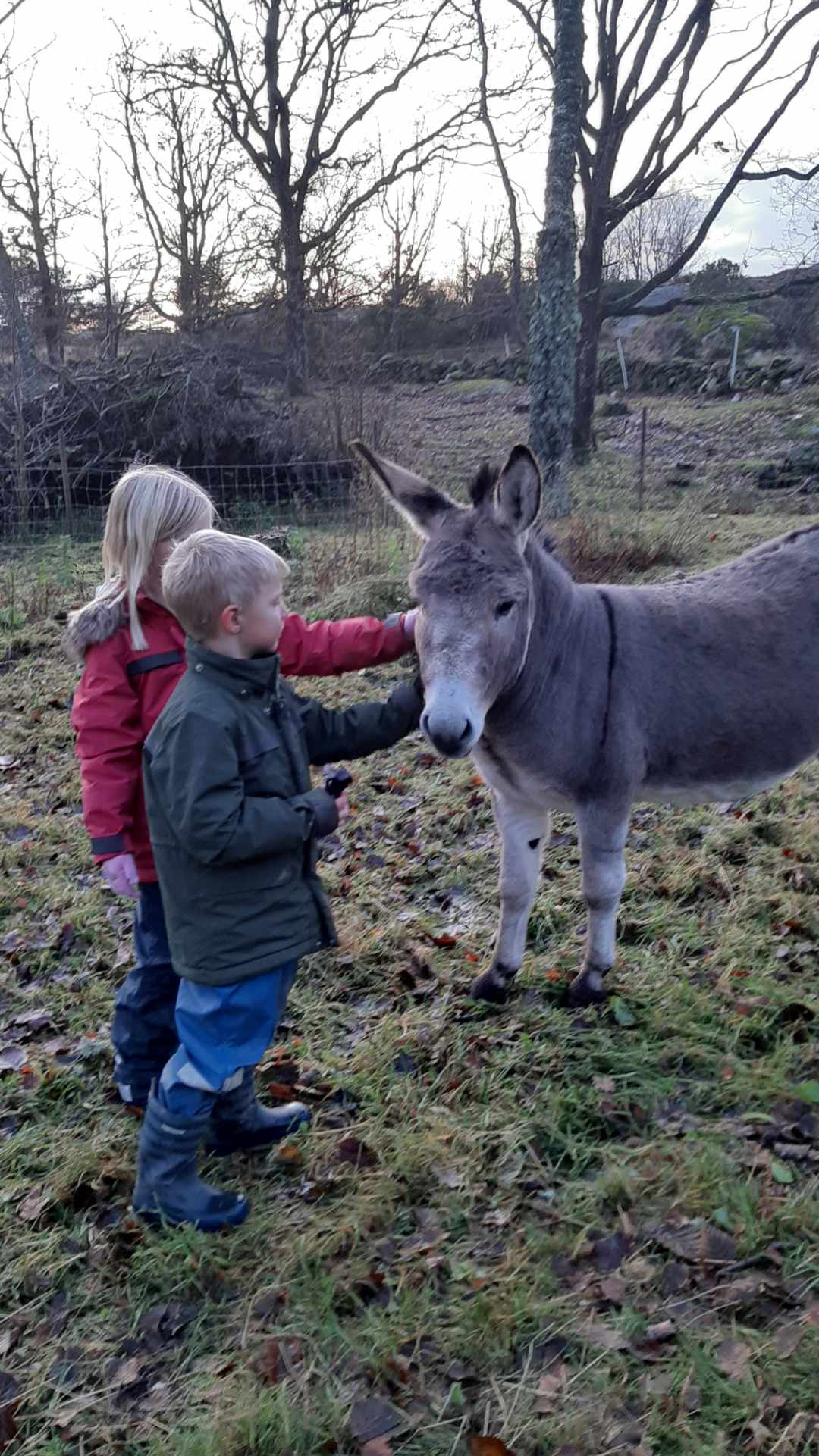 Bild på miniåsnan Isidor
